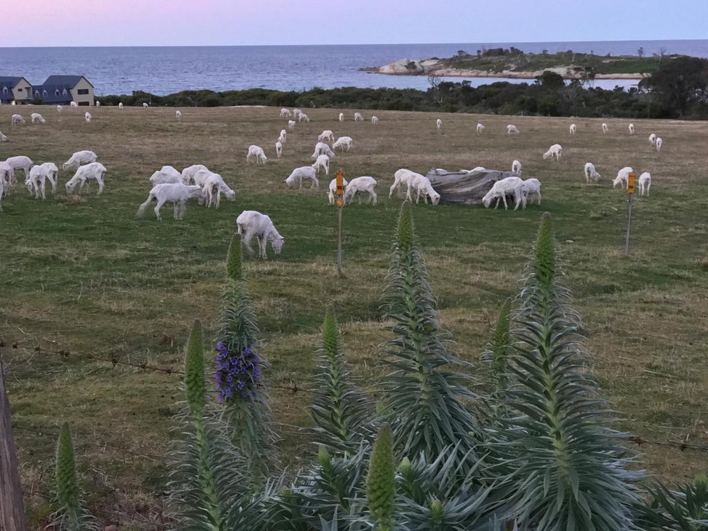 Beachend Bicheno Buitenkant foto